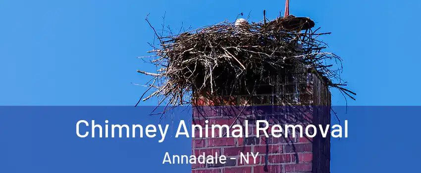 Chimney Animal Removal Annadale - NY