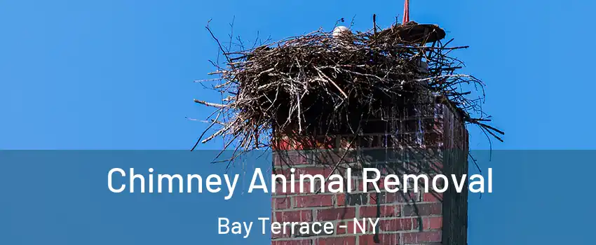 Chimney Animal Removal Bay Terrace - NY