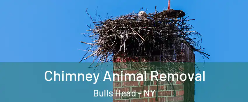 Chimney Animal Removal Bulls Head - NY