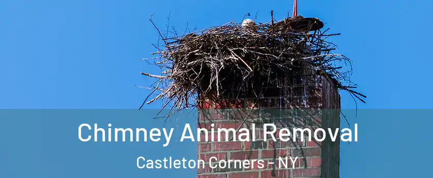 Chimney Animal Removal Castleton Corners - NY