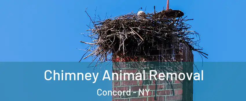 Chimney Animal Removal Concord - NY