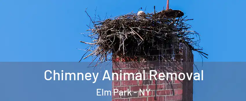 Chimney Animal Removal Elm Park - NY