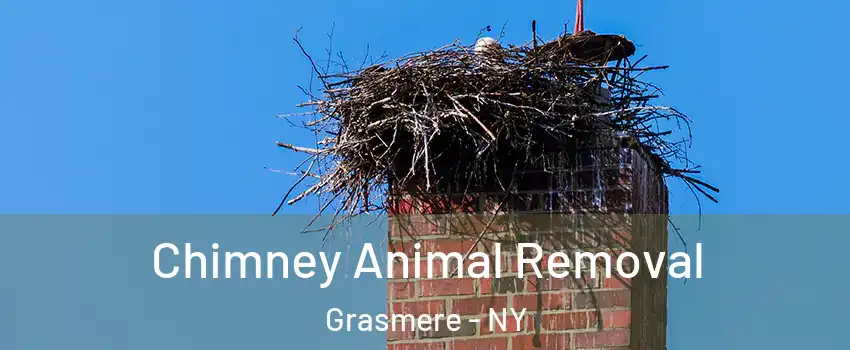 Chimney Animal Removal Grasmere - NY