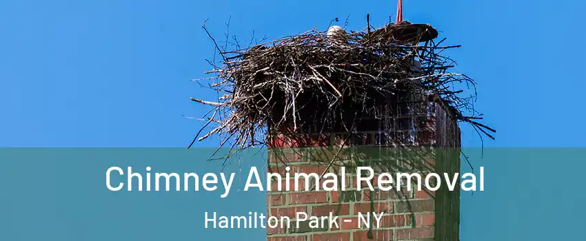 Chimney Animal Removal Hamilton Park - NY