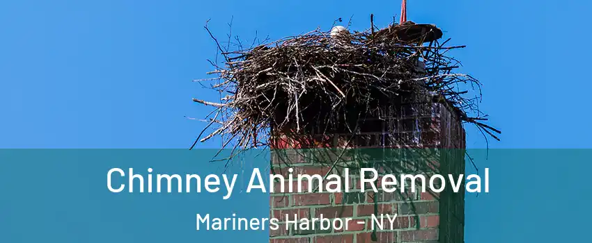 Chimney Animal Removal Mariners Harbor - NY