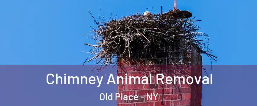 Chimney Animal Removal Old Place - NY