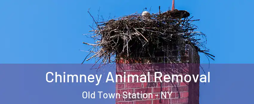 Chimney Animal Removal Old Town Station - NY