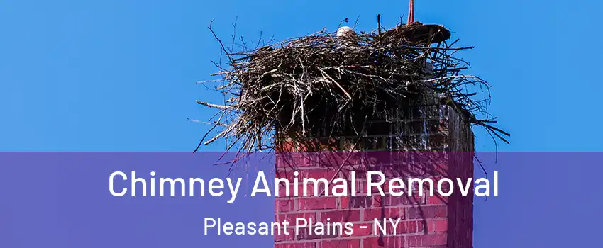 Chimney Animal Removal Pleasant Plains - NY