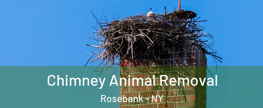 Chimney Animal Removal Rosebank - NY