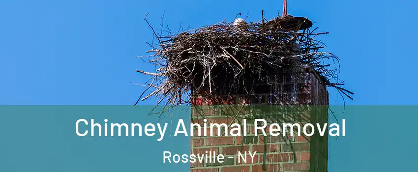 Chimney Animal Removal Rossville - NY