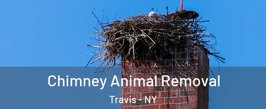 Chimney Animal Removal Travis - NY