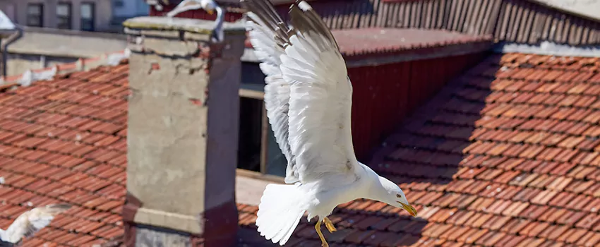 Residential Chimney Animal Removal Solution in Port Ivory, NY